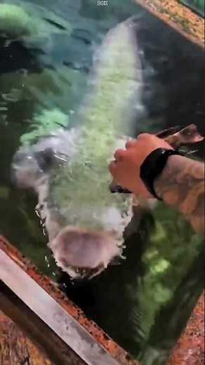 How to hand feed Arapaima to get them Giant
