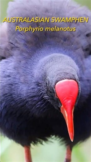 Drama Queen of the Swamp: Pukeko Preening