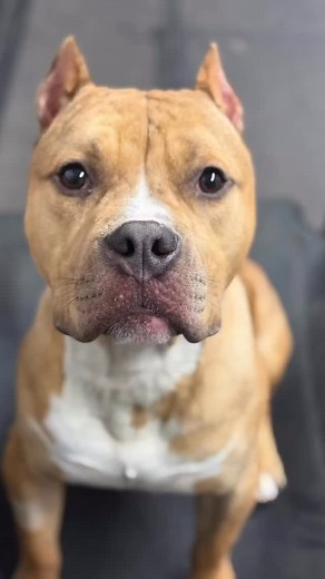 B&T Intro - Jimmy! This handsome American Bully is with us for a 2-week Board & Train program. We’ll be tightening up his obedience, building more reliable responses, strengthening his impulse control, and polishing up some daily behaviours helping him be the best boy he can be! Excited to get to work with this nice looking bully🔥 — #urquhartstopk9 #utk9 #dogtraining #dogtrainer #dogservices #dogsofcanada #dogsofinstagram #k9training #supportlocal #dogsofontario #dogs #obedience | Urquhart’s To