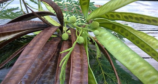 Leucaena Leucocephala: How To Grow, Use And Remove (Guide) | Micro Farm Guide