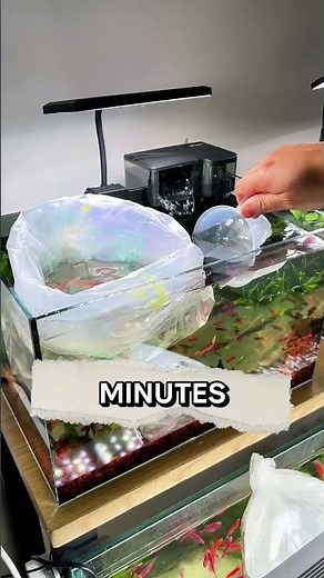 The Right Way to Introduce New Fish to Your Aquarium #Shorts