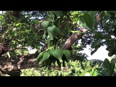 Fish Poison Tree Sea Poison Tree Barringtonia speciosa