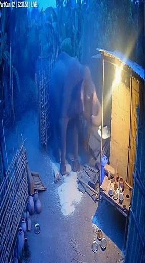 Elephant Gone Mad 🐘😱 | Wild Elephant Attacks Human Home! | Real Life Chaos Caught on Camera