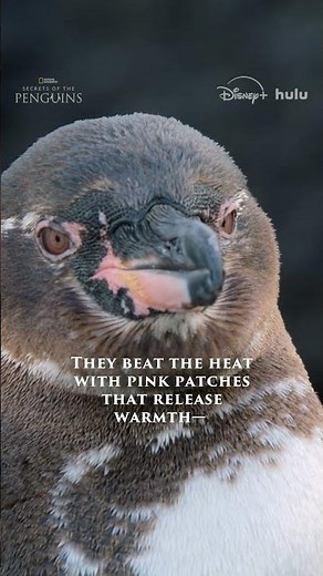 Galápagos penguins are survivors 🐧 #SecretsOfThePenguins