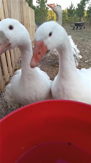 Love my Sebastapol geese. Hoping for babies this spring. | Sissom Farmstead and Apothecary