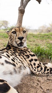 What better way to celebrate International Cheetah Day today than with this video, which shows some amazing footage of these elegant, fast felines. To say we are obsessed is an understatement. We LOVE cheetahs, and do what we can to protect the species and ensure that they can be marvelled at and cared for by generations to come. Video credit: Matthew Grossett | Hoedspruit Endangered Species Centre