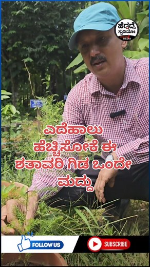 ಶತಾವರಿ ಗಿಡ: ಎದೆಹಾಲು ಹೆಚ್ಚಿಸೋಕೆ ಇದೊಂದೇ ಗಿಡ ಮದ್ದು - ಮಕ್ಕಳಾಗದವರಿಗೂ ಸಹಕಾರಿ | #Shathavari #Heggade_Studio | Heggadde Studio ಹೆಗ್ಗದ್ದೆ ಸ್ಟುಡಿಯೋ Digital Media
