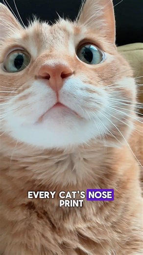A cat’s nose is more than just a boop button ✨🐾 #amazingfacts #catnose #petparents
