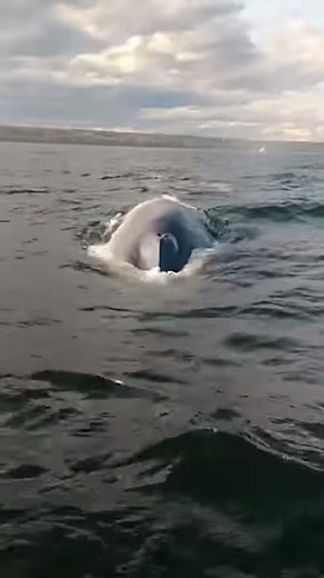 Baleine bleue en dessous du bateau😀