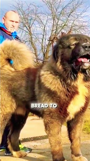 Top 3 Powerful. Dog breeds😱 🔥