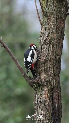 Picchio Rosso Maggiore che tamburella sul tronco | Great Spotted Woodpecker