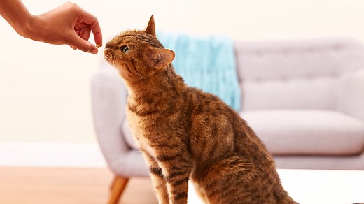 Taurine for Cats: What It Is, and Why It's So Essential | Chewy