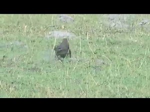 Monitor Lizard running