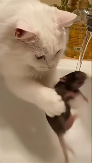 You won’t believe what this cat is doing to the rat! 😱