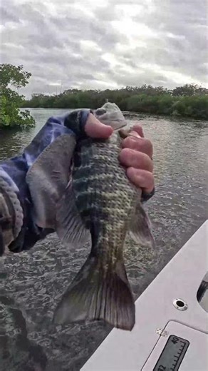 Another Mangrove Snapper from the Mangroves!