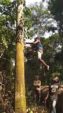 Ba'aka Pygmy climbing tree in Likouala, Republic of the Congo.