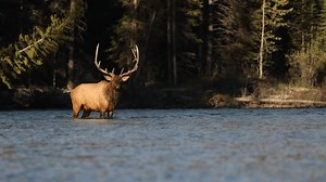 Elk crossing a river in Banff National Park, Canada