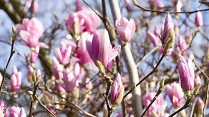 Pink Magnolia tree flowers in springtime. Beautiful view of magnolia soulangeana flowering garden Stock Video