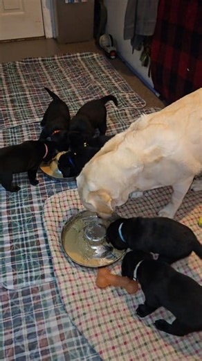 Blossom 🌸 and puppies are 31 days old and are doing excellent. Beginning to explore and enjoy playing. Love momma's milk and mush too. Home of Black Rock Labrador Retrievers, Sheridan, Indiana USA 🇺🇸 Two boys and 5 girls. #blackrocklabradors_dale #blackrocklabs #blacklab | Black Rock Labrador Retrievers
