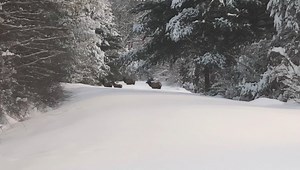 The snow is so deep it’s “Elk” deep. Here is a short video of some Elk with the snow up to their bellies. | Elk Forest District