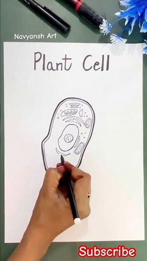 How to draw Plant cell labeled diagram easy #plantcell#diagram #drawing #science #navyanshart