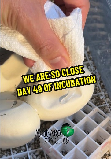Python eggs: Day 49 of incubation — are baby snakes close?