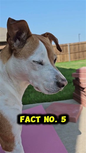 5 Incredible Pet Facts Every Animal Lover Must Know!