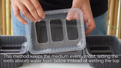 Top 5 microgreens you can grow at home without soil