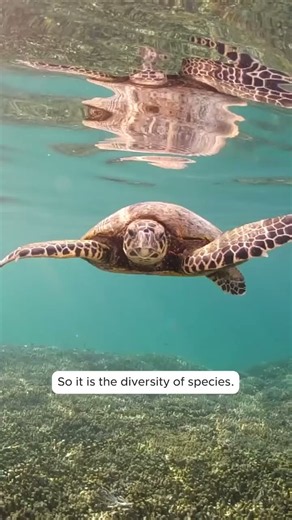 What is biodiversity? REAL SCIENTIST EXPLAINS
