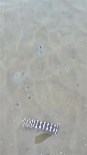 Shrimp pumping Wanwei Golden Beach catch the sea | Anhnongdanth