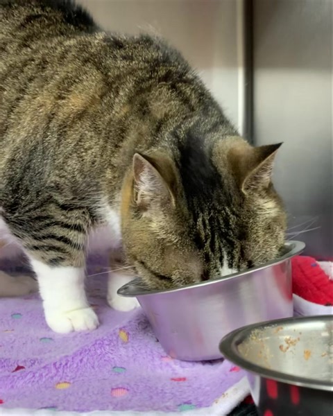 Meet Yeet! Yeet is a beautiful seven-year-old cat. She was sadly found abandoned over the holidays and is ready for a fresh start with a loving family. Yeet sometimes uses a low moan or growl to communicate, but she's actually friendly and outgoing, and will be a wonderful companion. She can't wait to find her forever home! Yeet's full profile and adoption application can be found at https://adopt.adopets.com/pet/fbba192a-69a9-4993-ac9a-353ac636be68?tracking=4c676e29-0cbb-4ee1-90a4-969c3c0c8571 