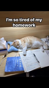 1.7K views · 4.2K reactions | No more homework cat #reelschallenge #cat #LOLReels #kittenskitty #cute #cuteanimals #lazyday #homework | Kou Yang | Facebook