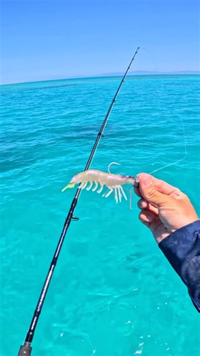 CHASEBAITS on Instagram: "Cracking Spango on the Flick Prawn 🦐 @bowlys_fishing #chasebaits"