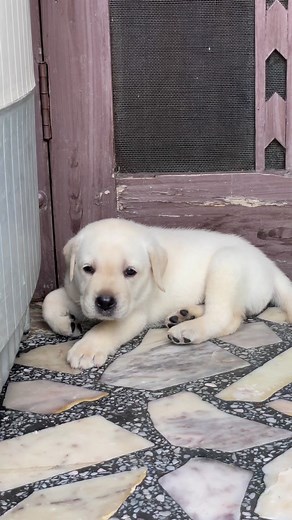 So cute baby nd sweet voice 🥰🥰🥰 #labrador #labradorsofinstagram #labradorpuppy #babydance #cutebaby #puppygram #puppy #puppyoftheday #puppytraining #puppylifestyle #puppylife #puppylovers #puppies #puppiesofinstagram #puppylove #puppiesofFacebook #puppiesofinsta #puppypic #puppyplaytime #puppyplay | Cutepuppy316