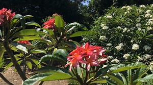 1.3K views · 107 reactions | Plumeria Day 2021 is Saturday, July 17...