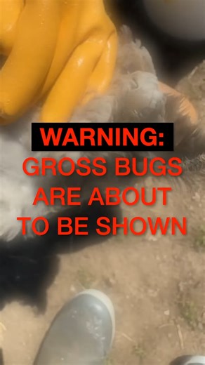 2.5M views · 27K reactions | We Have a Bird Lice Problem | White House on the Hill | Facebook