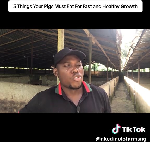 5 Essential Foods for Healthy Pig Growth