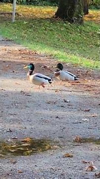 From Splash to Sleep – Wild Ducks in Line