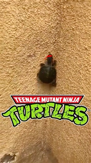 The amazing TMNT?😂 📷 @purtle28 via Tiktok #tmnt #teenagemutantninjaturtles #ninjaturtles #tmntedit #memes #memesdaily #tmntleo #tmntdonnie #tmntraph #tmntmikey #shredder #splinter #ooze #cowabunga #turtlepower | Teenage Mutant Ninja Turtles.com