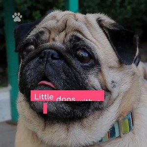 7.5K views · 29 reactions | A Complete Care Guide to Small Dog Breeds  | TruDog | Facebook