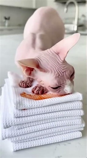 Sphynx Cat Turns White Kitchen into Crime Scene 🩸🙀 (Blender Explosion) #Shorts