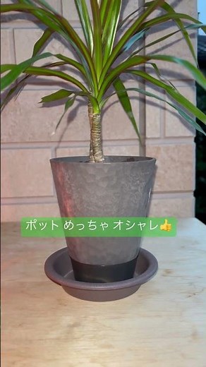 【 観葉植物 】 ドラセナ Concinna ( コンシンネ ) 1か月 後 です #植物のある暮らし #plants #ガーデニング