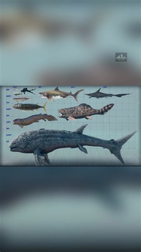 Alive Discovery on TikTok