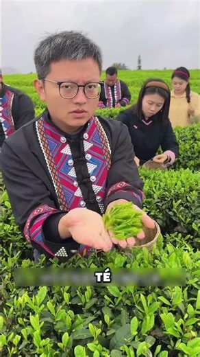🍵 EXPERTS CAN PICK THOUSANDS OF TEA BUDS A DAY 🤯
