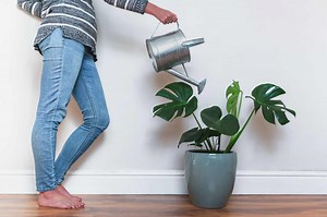 Growing Indoor Monsteras: How to Keep This Houseplant Happy Inside
