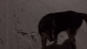 28K views · 78 shares | When you're 12 yrs old, it's 11pm but mom lets you go out and play in the snow anyways! ❄️ | KOMO News | Facebook