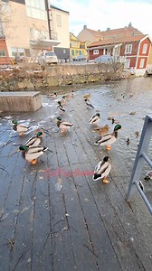 13 reactions · 17 comments | More more more  Swedish Ducks is different from our Ducks in Philippines. You feed the Duck here, in Phil you eat the Duck  #foryoupagereels #shorts #ducks #ducklings #sweden #swedenducks | CarNel Studios | Facebook