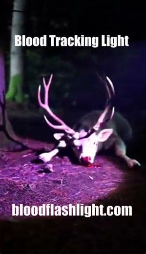 Best Blood Tracking Flashlights:A Hunter’s Essential Tool