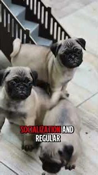 This Pug Puppy Has the Best Personality 🥒 Meet Pickles