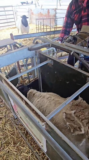 This video, captured this morning, serves as evidence for those who doubt that Ram, a ram lamb born in November 2024 and weighing 104.5 kg, has not changed. My previous estimate of 99kg was merely speculative. This morning, Ram was introduced to the ewes. We eagerly await the outcome of this breeding initiative. 99kg was just my guess 😛 #dalmadorperstud #dorperfarming #dorperstud #dorperbreed #dorperfullblood #dorperrams #Stocklive #dorpersheep #dorperlamb #DSSA #sheepfarming #farmlife #farming